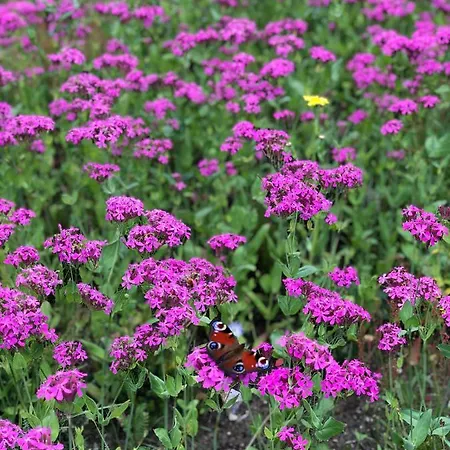 Дом отдыха Mitten In Der Lueneburger Heide *