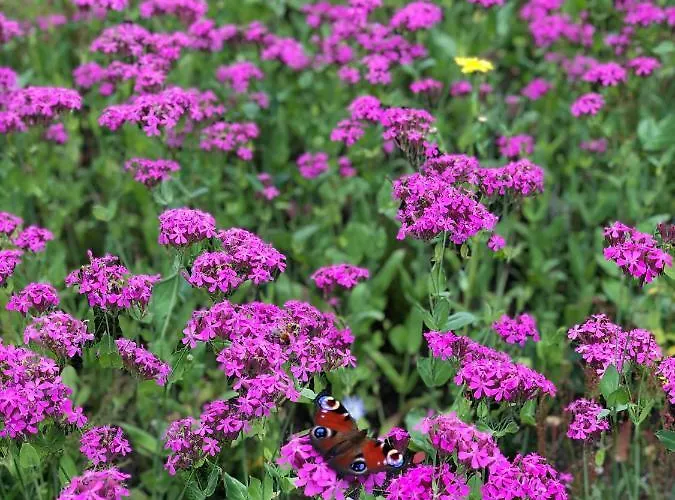 בית נופש Mitten In Der Lueneburger Heide *